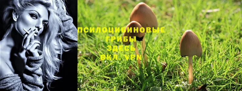 Псилоцибиновые грибы Psilocybine cubensis  Мурино 